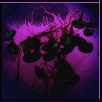 Wet Dream Aquatic Nightmare